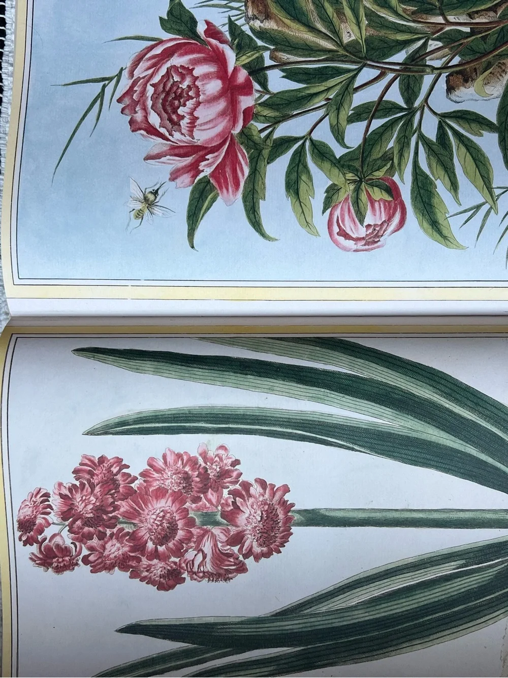🆕 XL John Derian Coffee Table Picture Book Floral Animals Natural Art Folk Paint